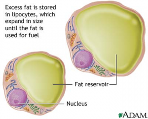 Fat inside a fat cell called a lipocyte