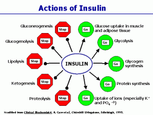 insulin_influence