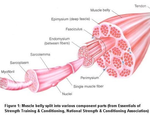 Muscle_anatomy