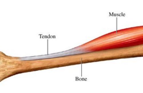 Tendon20attach